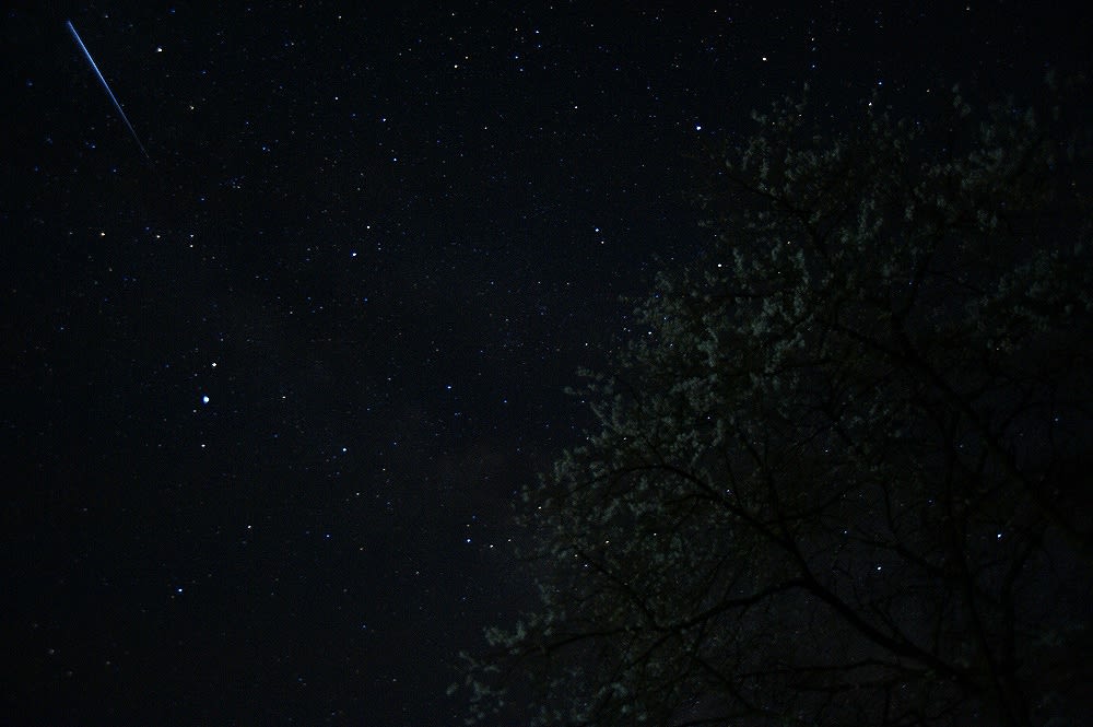 星桜の画像