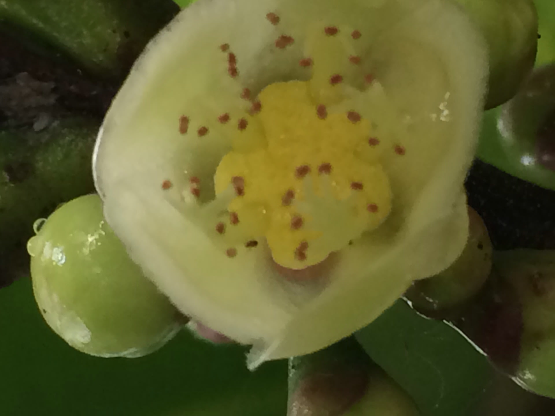 福木の花など ミークス 目糞鼻糞 とても小さな物 写真と短い文章 ２