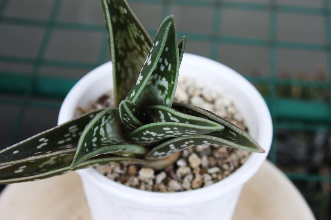 千代田錦（多肉植物）の画像