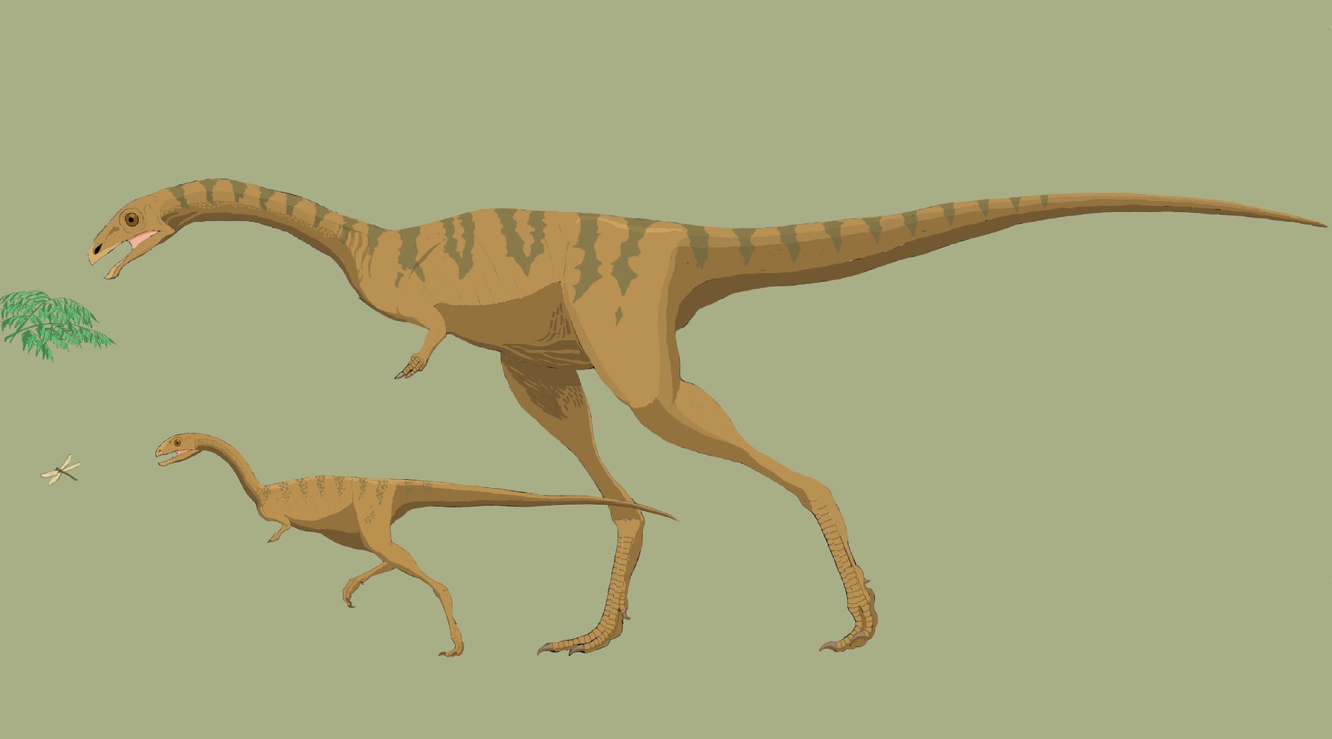 アイボリー×レッド ケムケム産 スピノサウルス 上腕部化石 - その他