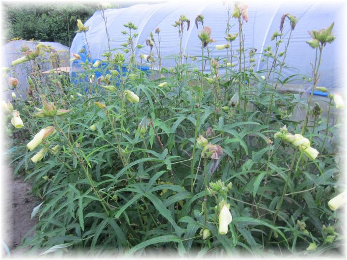 花オクラ 2011年8月8日