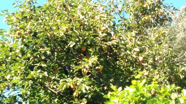 つぼぼし 日本最古の道祖神がある福寿草の里信州沢底 60数年前のセピア色した田舎暮らし 週末田舎暮らしを体験してみませんか