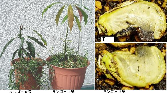 マンゴーの種まき のブログ記事一覧 バルコニーで フルーツ栽培記