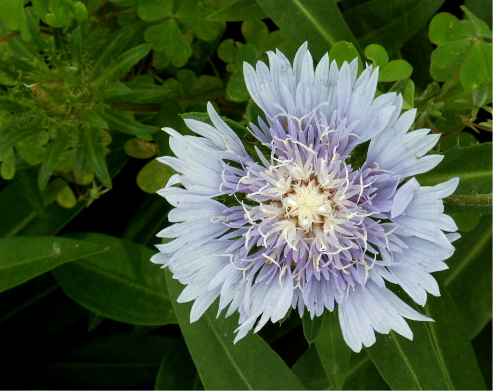 すてきな青い花 名前が ストケシア 花の公園 俳句 ｉｎｇ