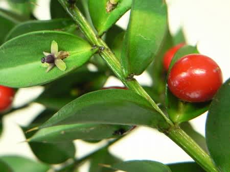 ナギイカダ えんじぇるの小箱 ナギイカダ えんじぇるの小箱