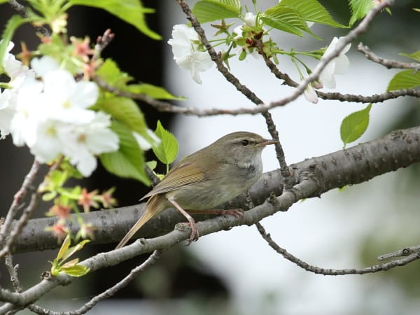 桜ウグイス yuのつれづれ日記 桜ウグイス yuのつれづれ日記
