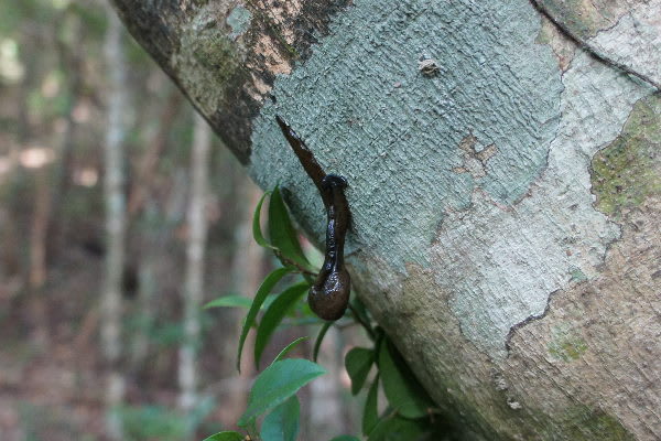 不思議すぎる生きもの コウガイビル 奄美自然観察記