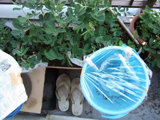 バケツとタオルで作る旅行中の水遣り装置 Peanut Garden ベランダの菜園