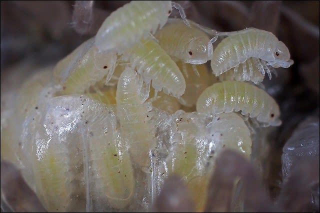 ダンゴムシの赤ちゃん誕生シーズン 自然となかよしおじさんの ごった煮記 ダンゴムシの赤ちゃん誕生シーズン 自然となかよしおじさんの ごった煮記