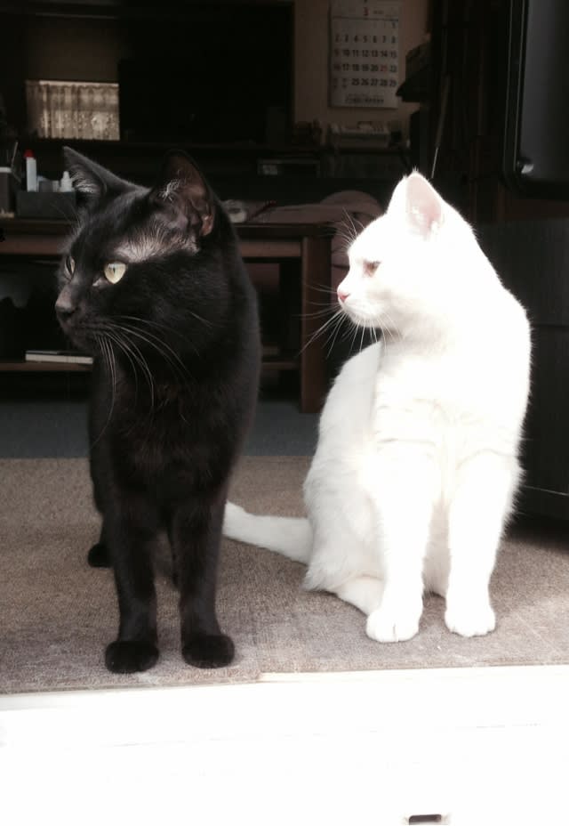 黒猫と白猫☆夫婦✭カップル☆ハート☆トレーナー✭黒地☆M☆LOVE トレーナー | linsolitemtl.ca