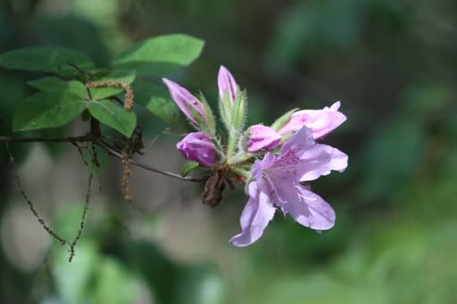 IMG_3172.jpg