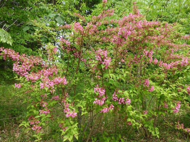 ウツギ 空木 の花 17 花熟里 けじゅくり の静かな日々