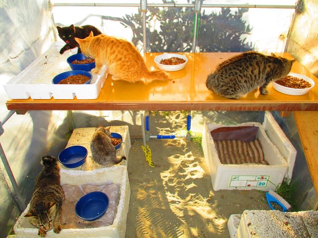 下津の野良猫 1022 ハウスの棚上で食事中 気まぐれな猫たち