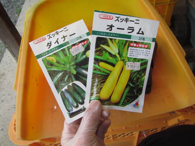 ズッキーニ カボチャのタネまき 発芽 大好き 野菜の時間