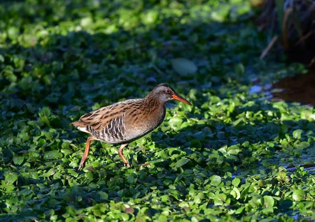 アオシギ クイナ タシギ 武蔵国西部の湿地の冬の鳥達 ヒデびたきの野鳥紀行 野鳥を求めて北海道から沖縄まで アオシギ クイナ タシギ 武蔵国西部の湿地の冬の鳥達 ヒデびたきの野鳥紀行 野鳥を求めて北海道から沖縄まで