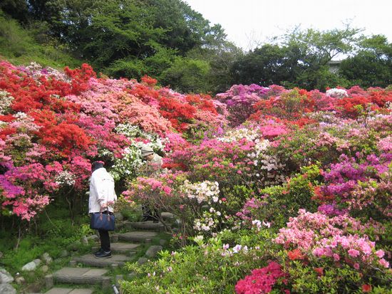 葉山町役場「花の木公園」のツツジ