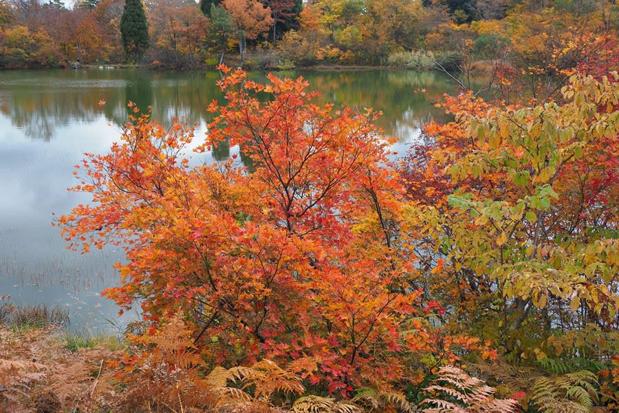 秋の鼻毛の池