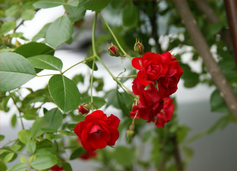 真紅のバラ スカーレット メイディランド 小さな庭とベランダ菜園の楽しみ I Enjoy Gardening And Growing Vegetables