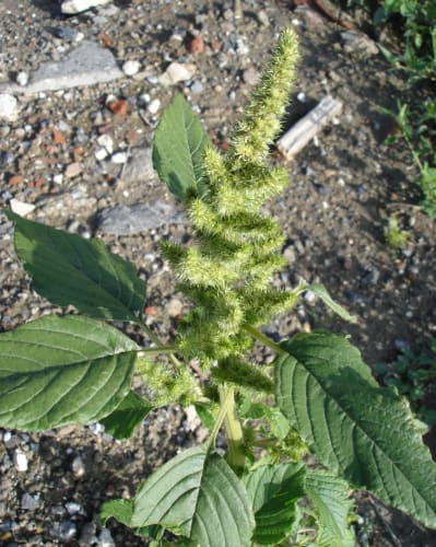 No13 アマランス Amaranth の品種と特徴 モノトーンでのときめき