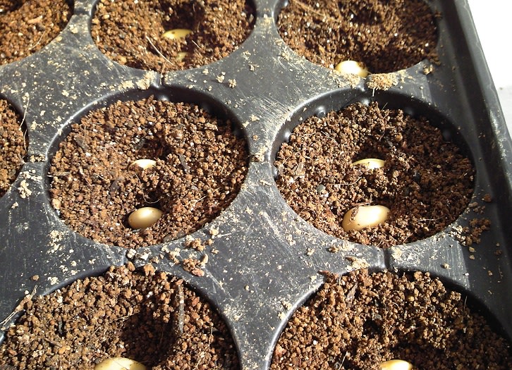 ４月２４日 種まきハウスに枝豆播種 育苗開始 ビギナーの家庭菜園