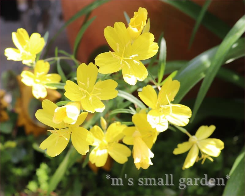すごく嬉しかったこと アナベル エノテラ ロバツス M S Small Garden Milky Mamaの小さな庭