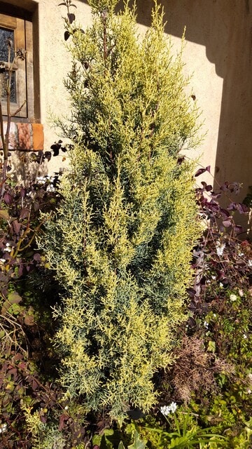 サルフレア 苗 大型170cm❗綺麗な葉色 クリームイエロー コニファー サルフレア 苗 大型170cm❗綺麗な葉色 クリームイエロー