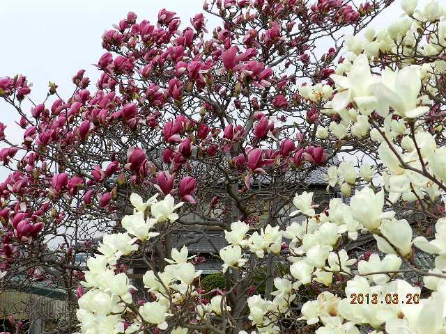 紅白モクレンのある通学路の画像