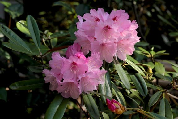ひっそりと石楠花の花も 京都園芸倶楽部のブログ