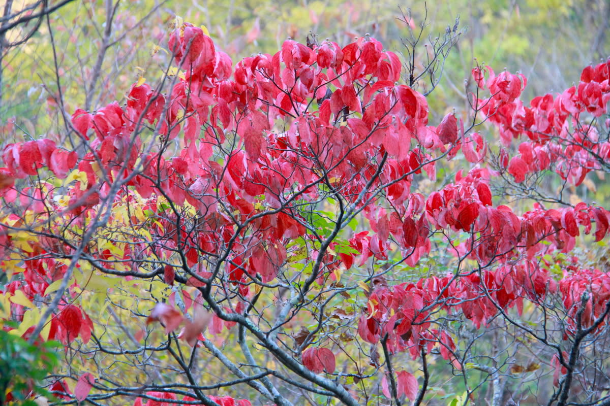 ハナミズキが見頃となり桜紅葉は散り際の美を見せています 自然を求めて近辺ぶらり
