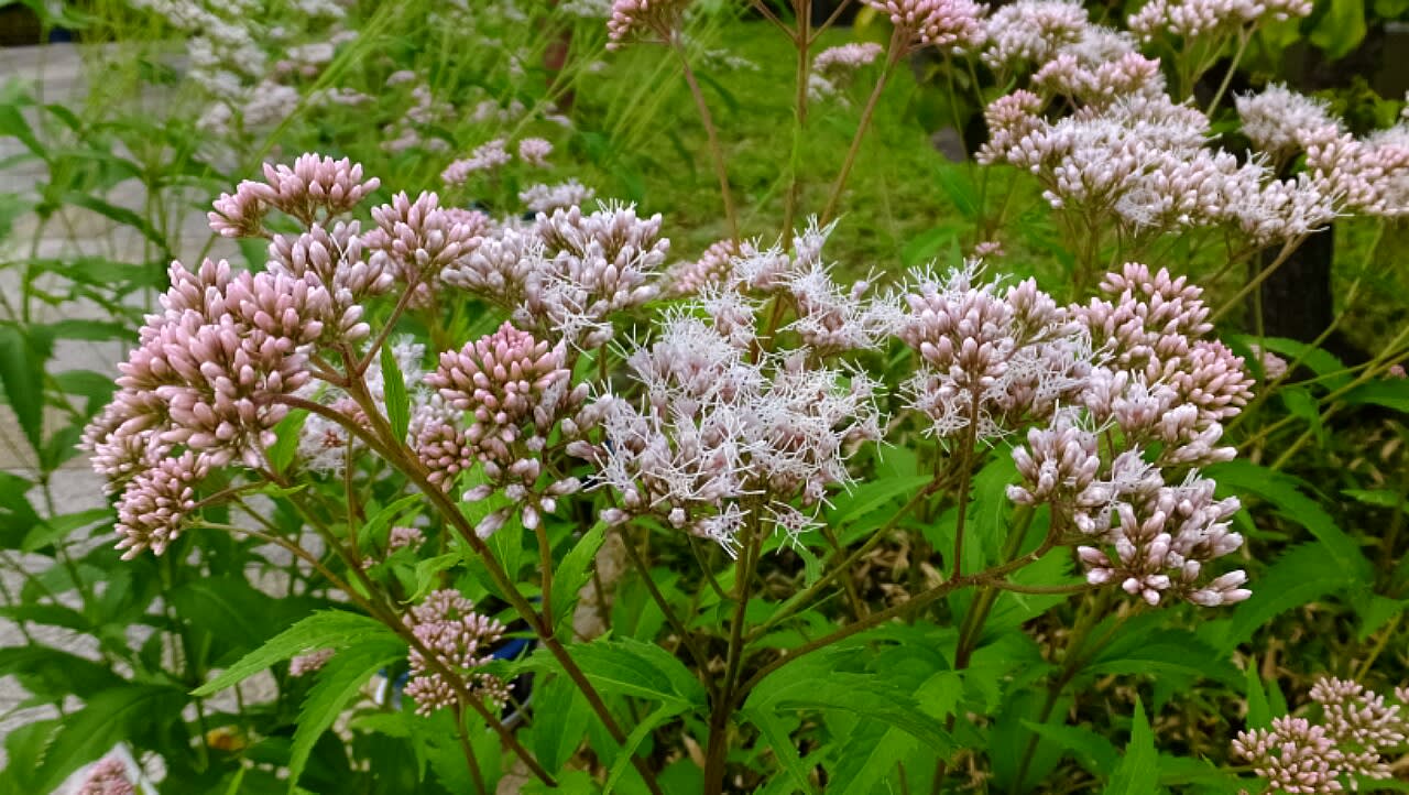 フジバカマと秋の和花 京都で定年後生活 フジバカマと秋の和花 京都で定年後生活