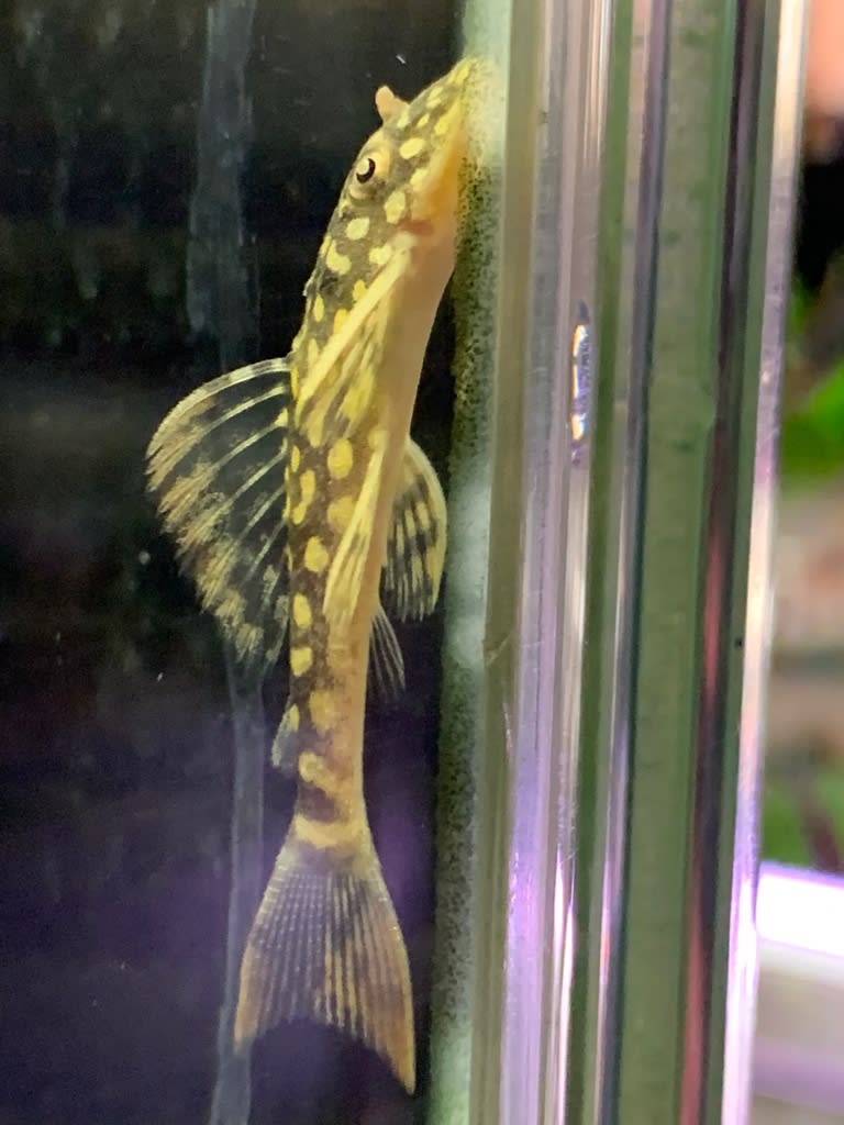 池袋 金魚熱帯魚