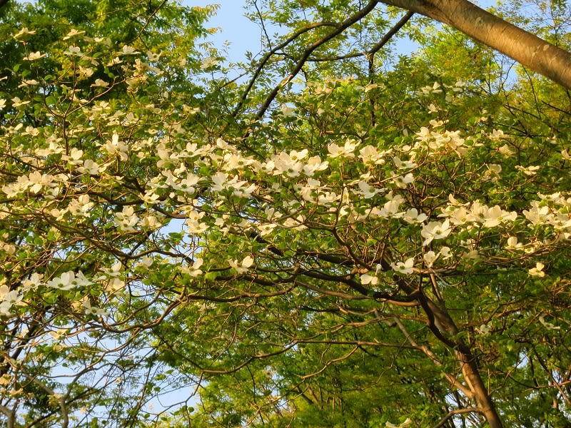 高原の花見ふたたび　8:51 pmの画像