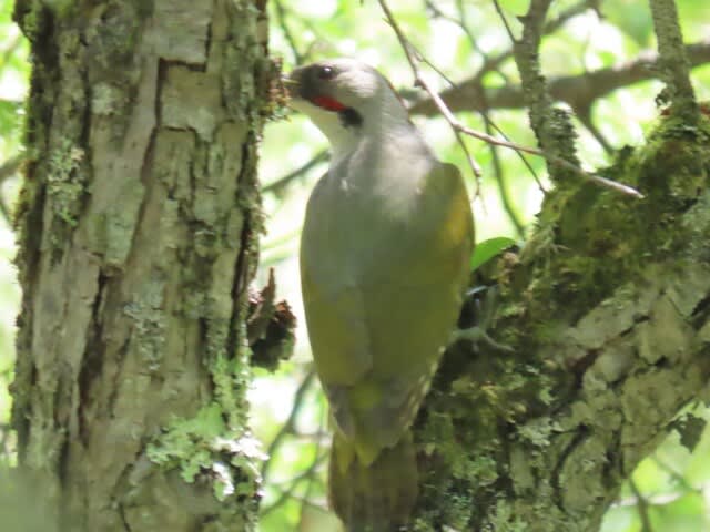 高ボッチ高原・鉢伏山で見た鳥　アオゲラ（緑啄木鳥）