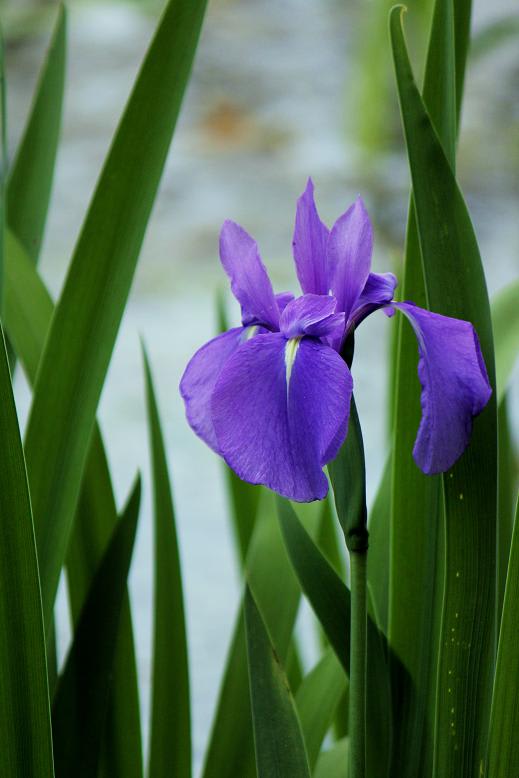 三河八橋のカキツバタの画像