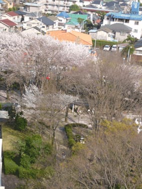 Sakura_1 Sakura_1