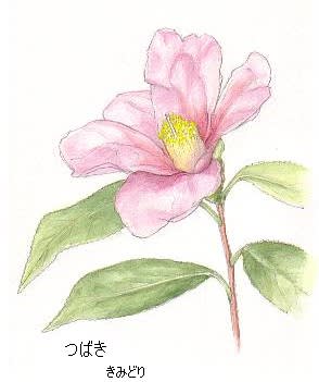 夏に剪定した椿の木 イラスト つばきの花 花を描いたポストカード