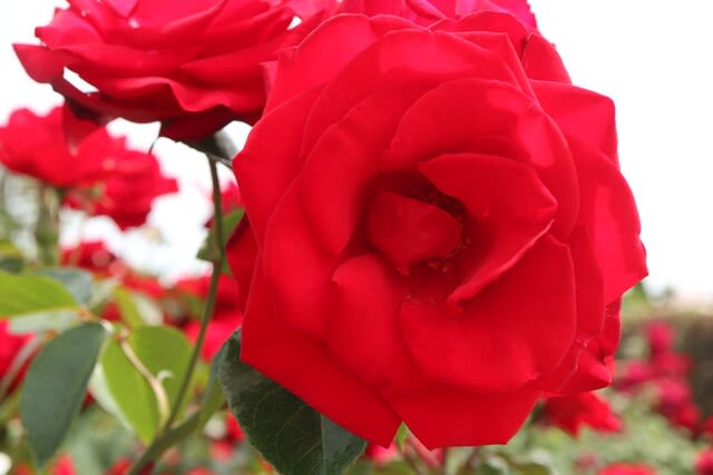 どっしりとした赤の花弁が目立つつるバラ ドンファン 春薔薇シリーズ 21 439 野の花 庭の花