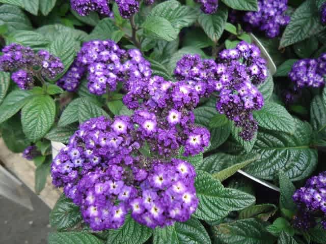 ヘリオトロープ 植物 主に観葉植物 日記 ヘリオトロープ 植物 主に観葉植物 日記