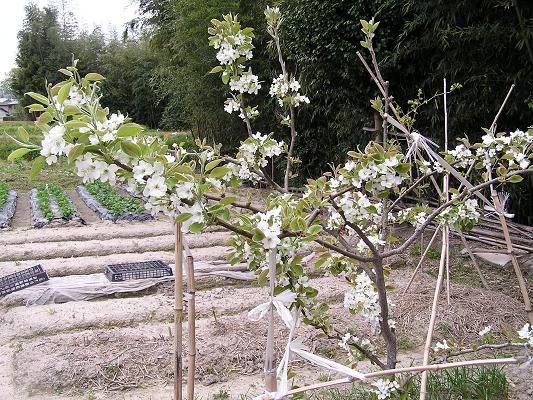 梨の栽培 その1 ナシの花 らいちゃんの家庭菜園日記