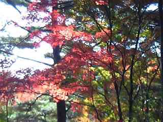 Parco naturare di Shuzenji