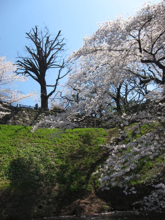 千鳥ヶ淵 ボート 桜