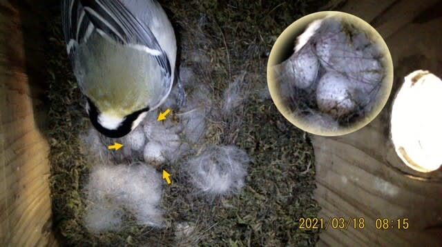 卵が三つに シジュウカラ巣箱の観察 デジスコ撮影実習日誌