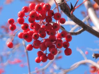 ナナカマドの赤い実のある内は 季節は冬へ進んでいる 雪降る街 カムイラピットの楽園 こな雪 ぼた雪 あられ雪