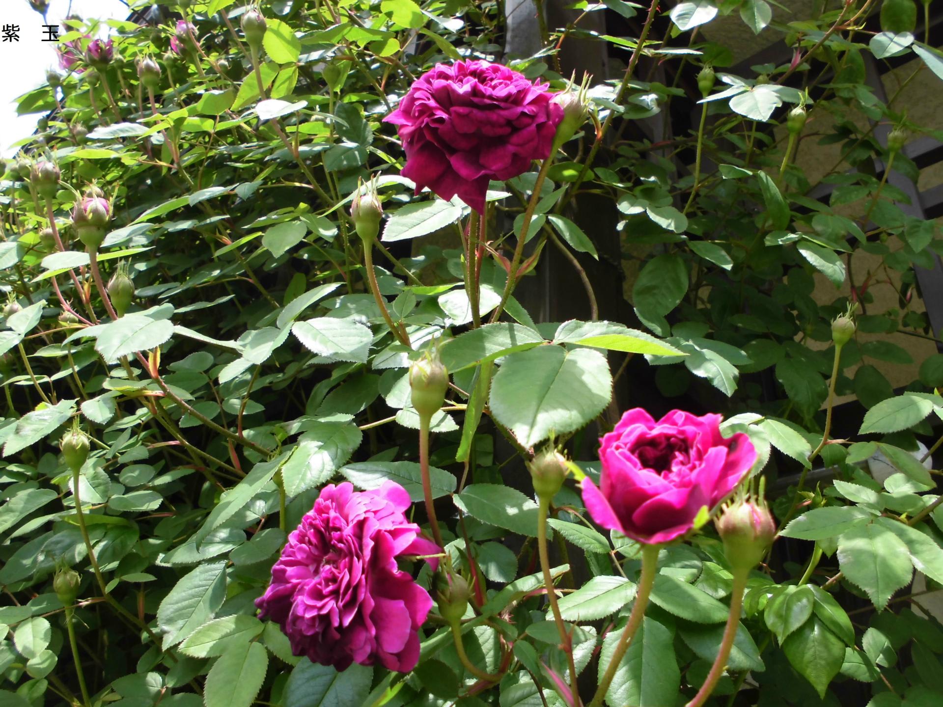 私の愛するバラ１０選 紫玉 四季彩ガーデンにようこそ
