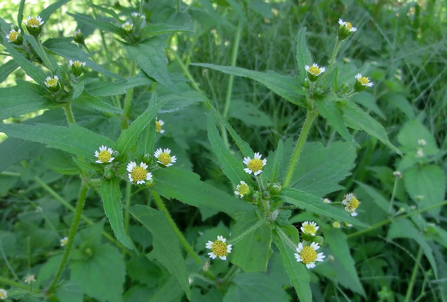ハキダメギク 掃溜菊 キク科 ひげ爺さんのお散歩日記