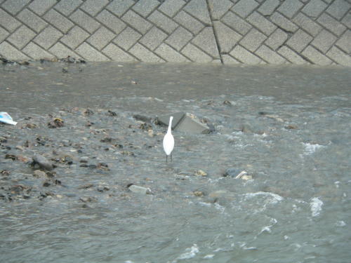 田川の白鷺