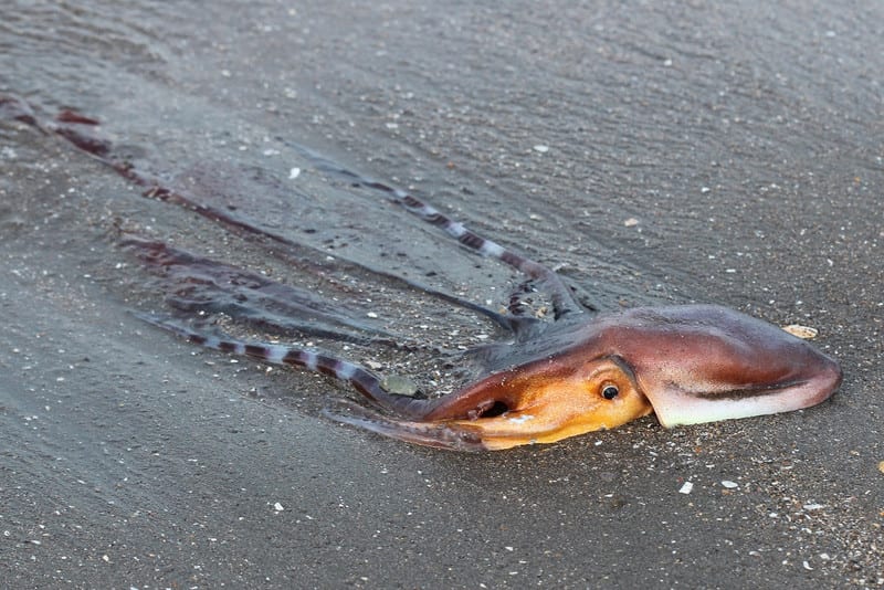 ムラサキイカ うきうきホ ホ