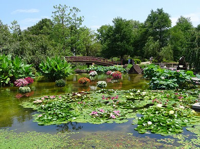 草津水生植物園の睡蓮と花たち 気まぐれ写真