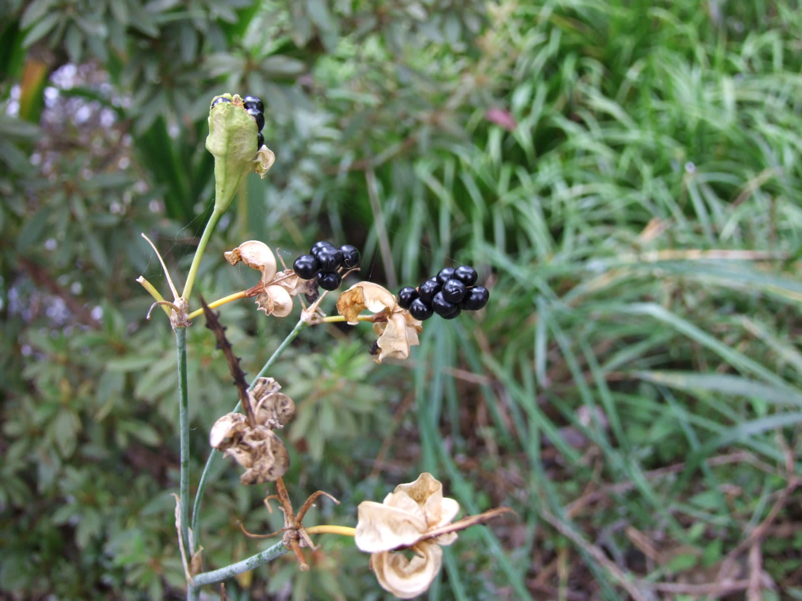 ヒオウギの実 ぬばたま 季節の花