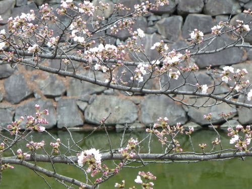 松本城北側堀端の桜